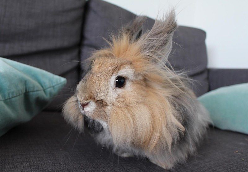 gucci-angora-peta