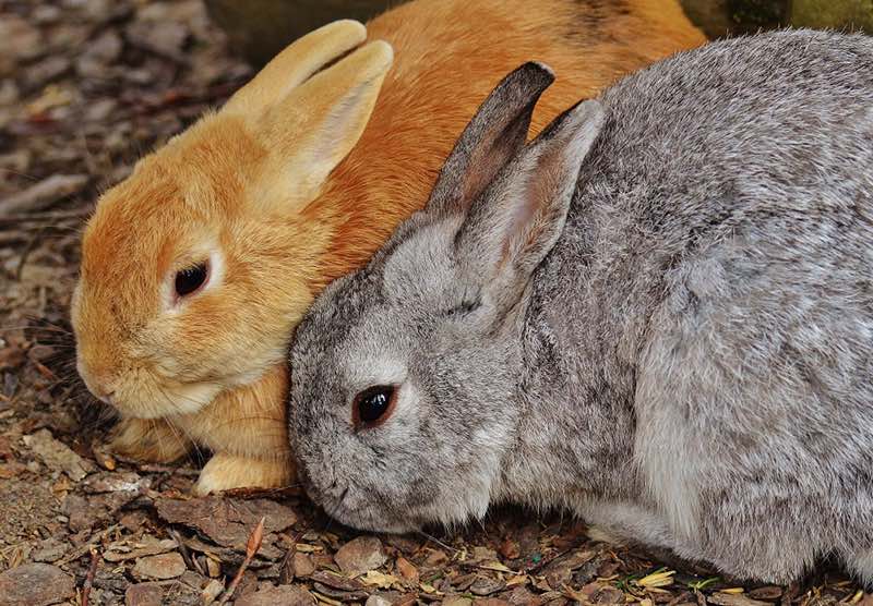 CALIFORNIE-ANIMAUX-CRUELTYFREE-JURIDIQUE