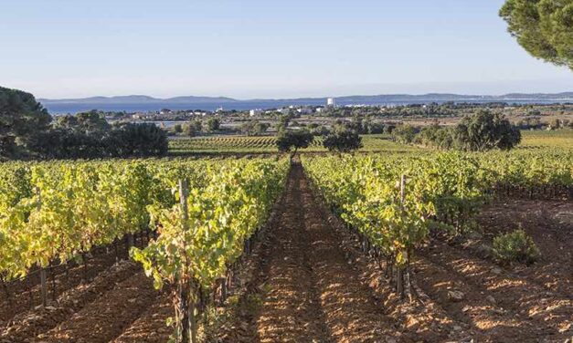 Le groupe LVMH s’offre son premier domaine viticole en Provence