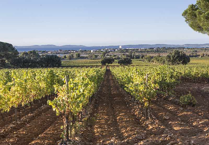 Le groupe LVMH s’offre son premier domaine viticole en Provence